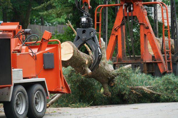 Best Large Tree Removal  in Parowan, UT